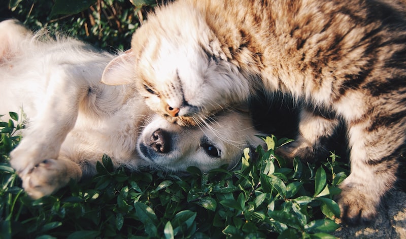 Quingles Paw Connection - Todos os produtos para animais