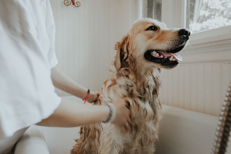 Pet Grooming Brush Collection