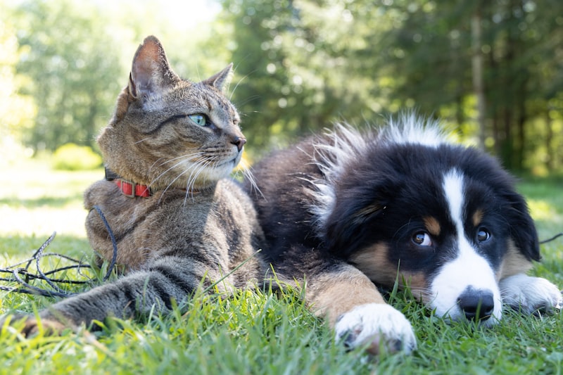 Pet Feeding Bowl Collection